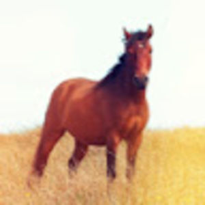 Meet your Posher, Abigail